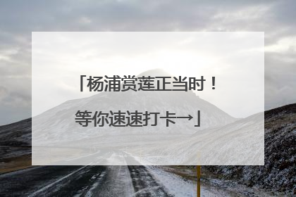 杨浦赏莲正当时！等你速速打卡→